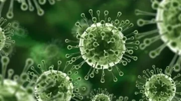 إجراءات وقائية مشددة.. تايوان تراقب تفشي فيروس نيباه بالهند عام 2026 للأهمية القصوى